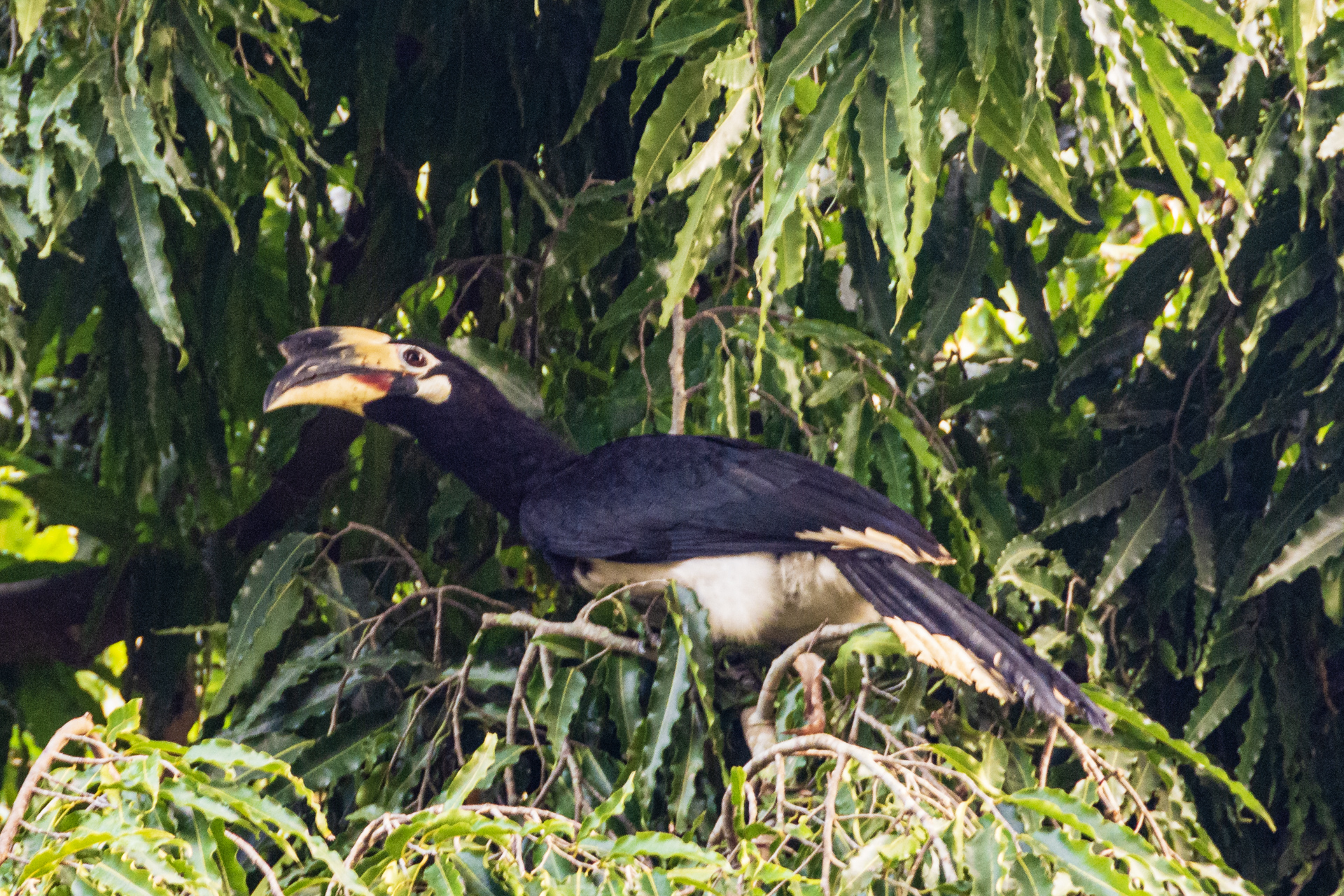 Chitwan Birdwatching Tour